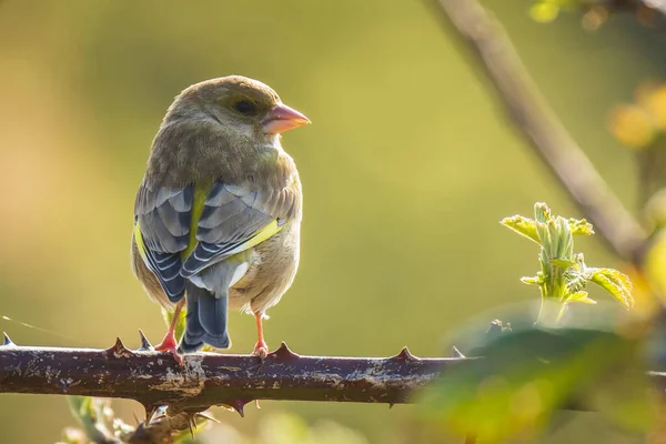 Greenfinch Cloro cloro pássaro canto — Fotografia de Stock