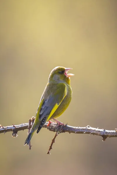 Greenfinch Chloris chloris bird singing — Stock Photo, Image