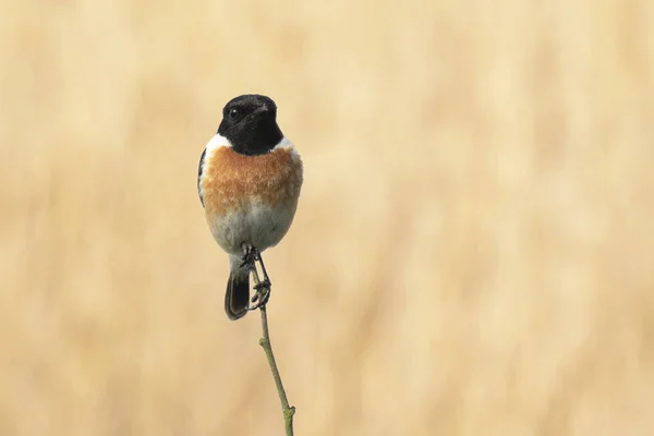 Stonechat mužský pták, saxicola rubicola, sedící — Stock fotografie