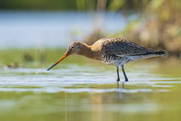 Zwarte grutto Limosa limosa foerageren in water — Stockfoto