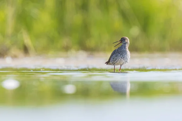 Pajarito rojo común tringa totanus wading bird —  Fotos de Stock