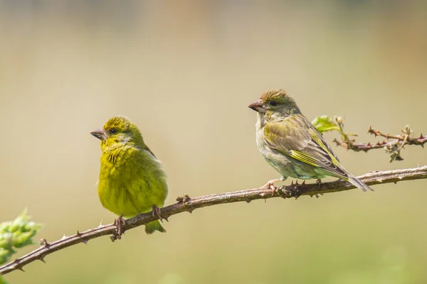 Chardonneret vert Chloris chloris chant des oiseaux — Photo