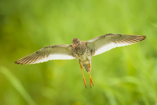 飛行中の一般的なレッドシャンクトリンガトタヌスウェーダー鳥 — ストック写真