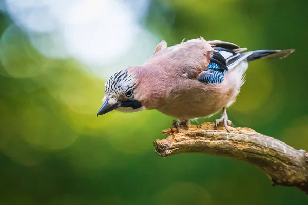 Eurasian jay bird (Garrulus glandarius) perched on a branch, Sum