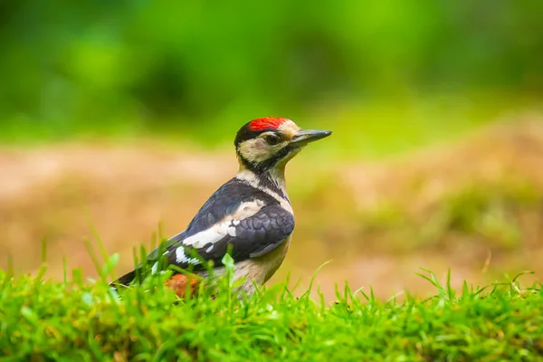 Närbild av en stor fläckig hackspetare (Dendrocopos Major) Perche — Stockfoto