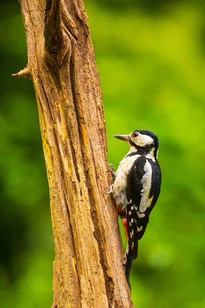 特写一个伟大的斑点木鸟（丹德罗科波斯主要）perche — 图库照片