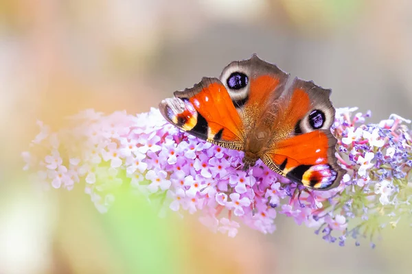 Aglais io, borboleta de pavão alimentando néctar de uma manteiga roxa — Fotografia de Stock