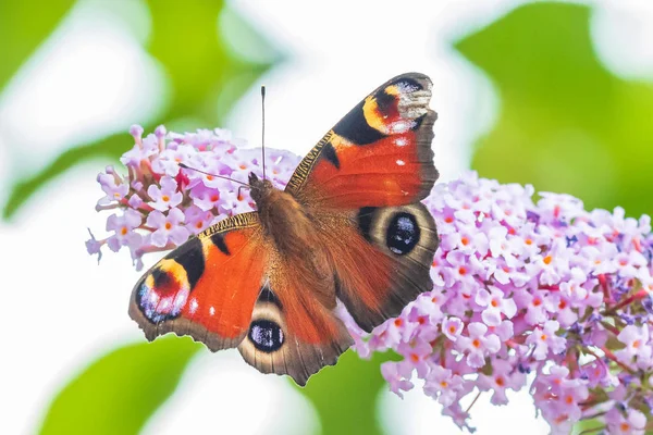 Aglais io, borboleta de pavão alimentando néctar de uma manteiga roxa — Fotografia de Stock