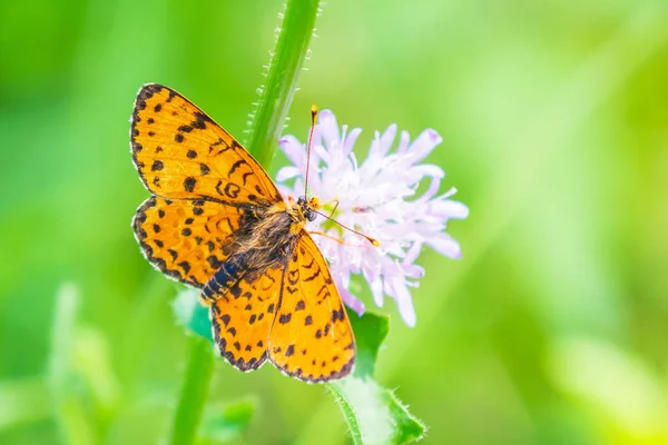 Melitaea didyma, vörös sávú fritilláris vagy foltos fritilláris butte — Stock Fotó