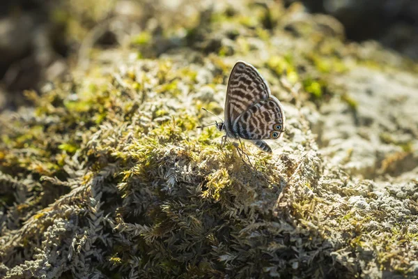Hrášek dlouho sledoval nebo modrý modrý motýl, Lampides boeticus, Václav — Stock fotografie