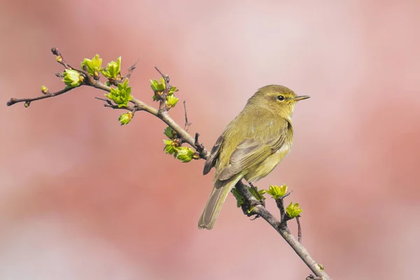 Willow warbler fågel, Phylloscopus trochilus, sång — Stockfoto