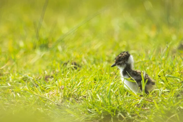 Northern lapwing Vanellus vanellus small juvenile chick explorin — Stock Photo, Image