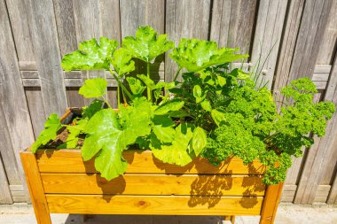 Sebze ve otlar ile Ahşap tasarım potager mutfak masası