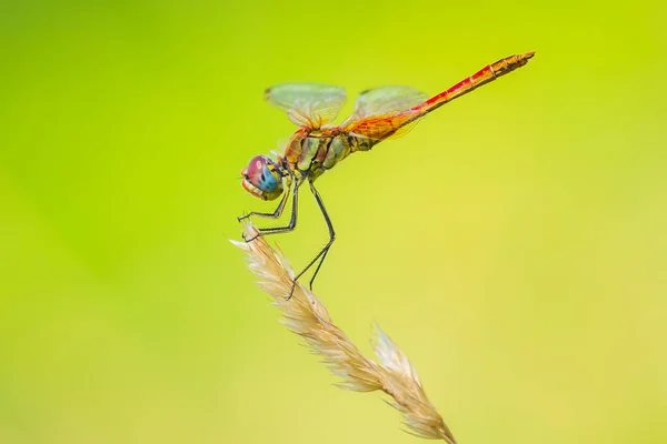 Sympetrum fonscolombii， 红脉飞镖或游牧休息在 ve — 图库照片