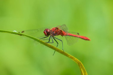 Sympetrum sanguineum Ruddy darter erkek yusufçuk kırmızı renkli bod