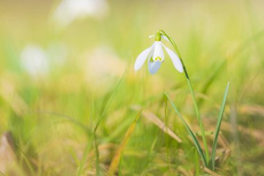 Ortak kardelen Galanthus nivalis çiçekler güneş ışığında çiçeklenme