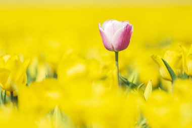 Sarı çiçek yatakta Sp sırasında büyüyen tek pembe Hollanda Lale