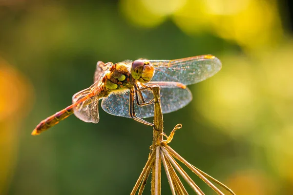 Sympetrum striolatum common darter posiert in Nahaufnahme — Stockfoto