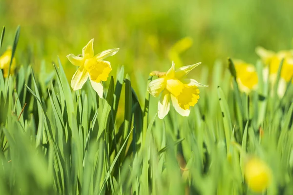 Flor de narciso amarillo o lirio cuaresmal, Narcissus pseudonarcissus , —  Fotos de Stock
