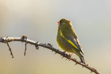 Greenfinch Chloris chloris kuş şarkı