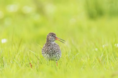 canlı bir çayır üzerinde ortak redshank tringa totanus