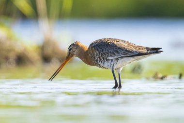 suda kara kuyruklu godwit Limosa Limosa yem