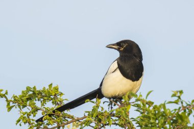 Avrasya saksağan veya ortak saksağan Pica pica pica bir ağaca tünemiş