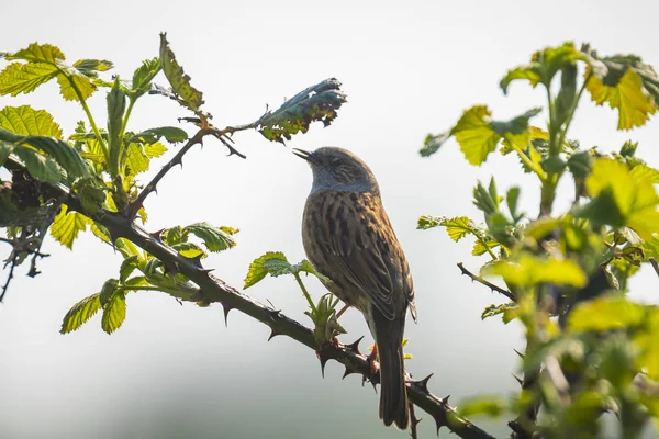 Dunnock Prunella modularis pájaro cantando primavera —  Fotos de Stock