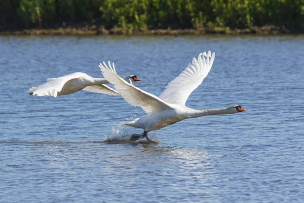 Swan i flyg — Stockfoto