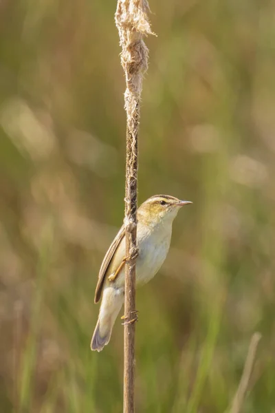 Eurasiska reed warbler Acrocephalus scirpaceus fågel som sjunger i re — Stockfoto