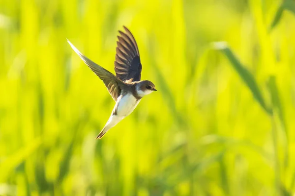 Sand Martin, rondine di banca Riparia riparia in volo nidificazione — Foto Stock