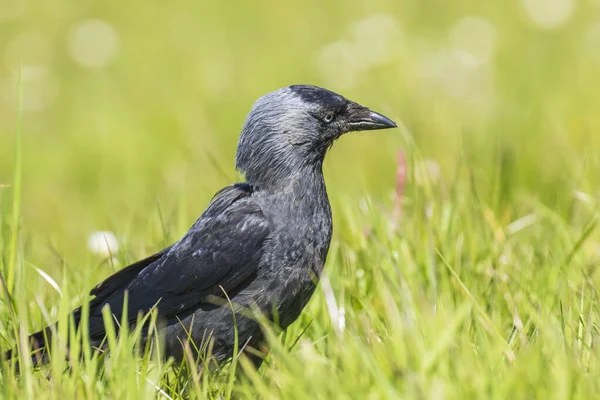 Nahaufnahme Porträt einer westlichen Dohle Vogel coloeus monedula fora — Stockfoto