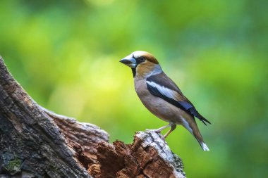 Bir erkek hawfinch Coccothraustes coccothraustes songbir yakın çekim