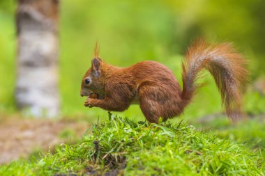 Kırmızı bir sincap yakın çekim, Sciurus vulgaris, seaching gıda ve e