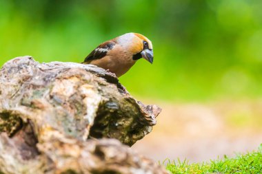 Güzel hawfinch erkek , Coccothraustes coccothraustes, songbird