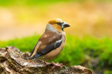 Güzel hawfinch erkek , Coccothraustes coccothraustes, songbird