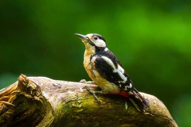 Büyük bir benekli ağaçkakan closeup (Dendrocopos majör) perche