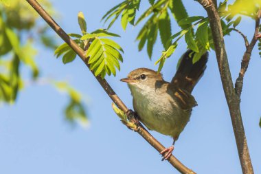 Cetti ötleğeni, cettia cetti, kuş şarkı ve tünemiş