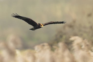 Batılı bataklık gemisi, Circus aeruginosus, avcı kuş.
