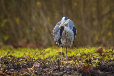 Büyük mavi ot Ardea herodias bir ormanda yürüyor