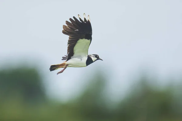 Closeup Kuzey kız kuşu Vanellus vanellus, kuş uçuş — Stok fotoğraf