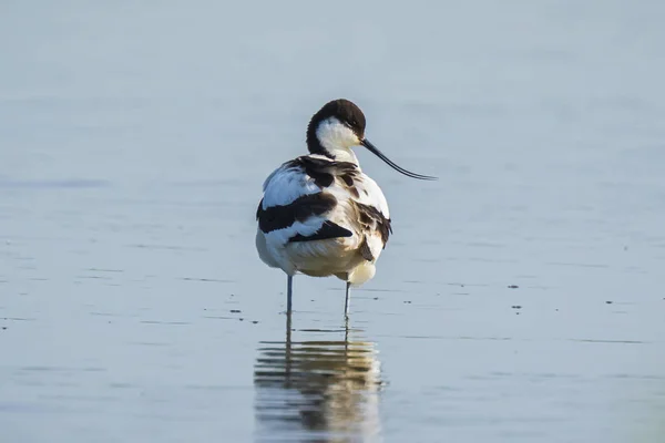 Primo piano di un Pied Avocet, Recurvirostra avosetta, in piedi in t — Foto Stock