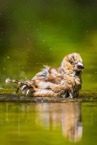 Closeup of a wet hawfinch, Coccothraustes coccothraustes washing — Stock Photo, Image