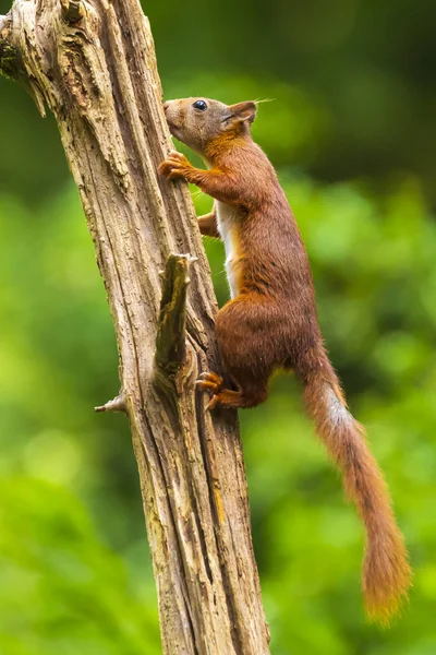 Esquilo vermelho eurasiano curioso, Sciurus vulgaris, correndo e caindo — Fotografia de Stock