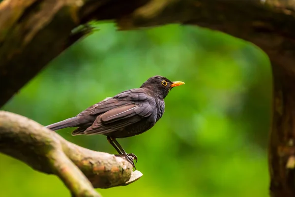 Closeup de um macho Blackbird (turdus merula) empoleirado em uma floresta — Fotografia de Stock