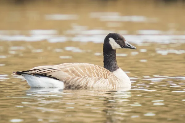 Bernache du Canada Branta canadensis gros plan — Photo