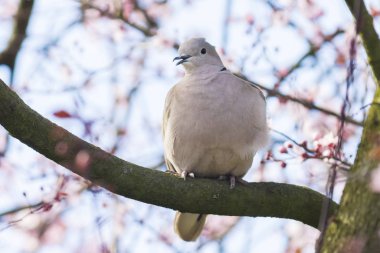 Avrasya yakalı bir ağaç içinde iç içe geçirme Streptopelia decaocto güvercin