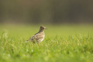 Avrasya skylark kuş Alauda arvensis kuş bir çayırda