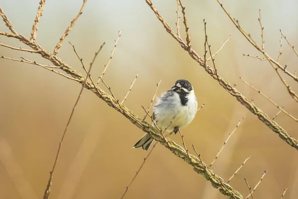 Şarkı söyleyen Reed Bunting Emberiza schoeniclus kuş — Stok fotoğraf