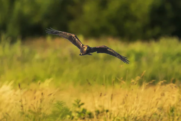 Harrier del pantano occidental, circo aeruginosus, caza — Foto de Stock